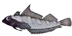 Tripterygion tripteronotum_claves.jpg